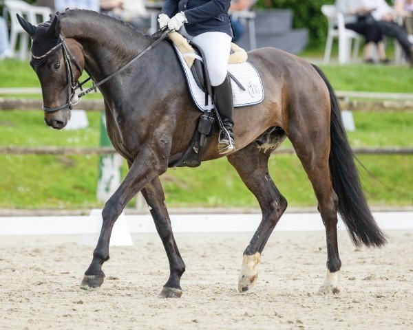 dressage horse Florian P 3 (Westphalian, 2015, from Farbenspiel)