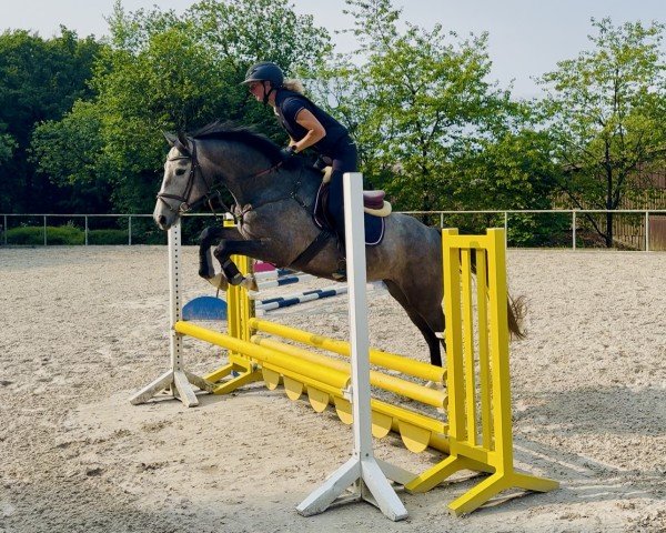 jumper Tamara Z (Zangersheide riding horse, 2021, from Taloubet Z)