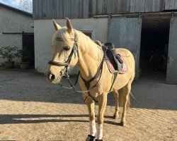Springpferd Golden Limited Edition (unbekannt, 2016)