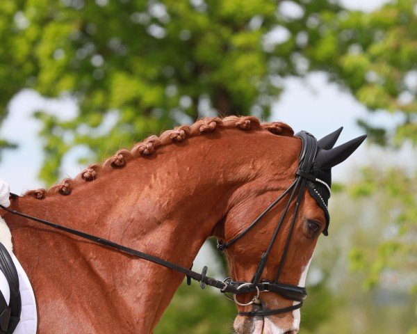 dressage horse Sonnentänzer 4 (German Sport Horse, 2015, from Saint Michel)