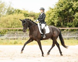dressage horse Viva la Bella 4 (Westphalian, 2020, from Vitalis)