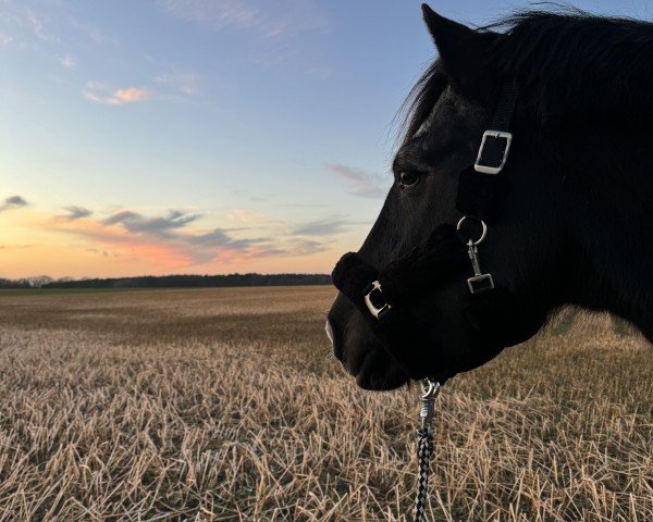 horse Everino (Freiberger, 2004, from Ecossais)