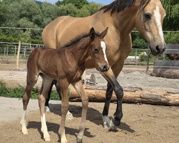 foal by Dallmayr's Röstaroma von der Winterlinde (German Riding Pony, 2025, from Dallmayr K)