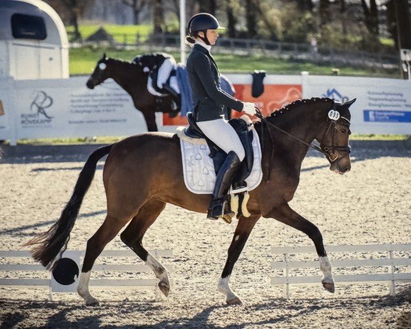 dressage horse Cleo L'unique (German Riding Pony, 2021, from Can Dance 3)
