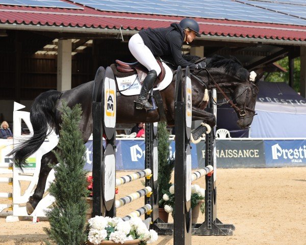 jumper Diamonty (Oldenburg show jumper, 2020, from Diamant de Semilly)