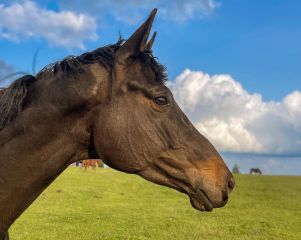 broodmare Black Pearl (Trakehner, 2020, from Schwarzgold)