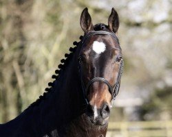 stallion Conte Bellini (Westphalian, 2003, from Cornet Obolensky)