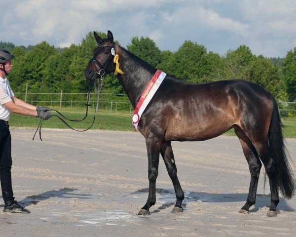 dressage horse Minzbeere (Trakehner, 2022, from Kwahu)