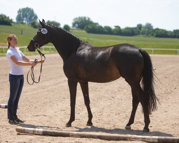 Zuchtstute Hera's Princess (Trakehner, 2017, von Herakles TSF)