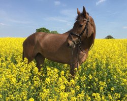 broodmare Empire's Teddy (Holsteiner, 2012, from Larcon)