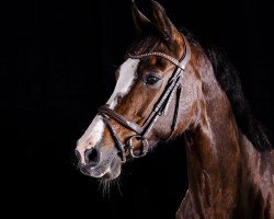 jumper Diamant B 3 (KWPN (Royal Dutch Sporthorse), 2008, from Veron)