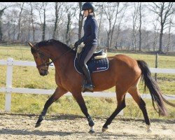 jumper Khemira S (Hanoverian, 2021)