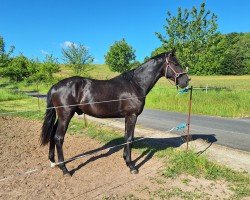 dressage horse Hengst von Escanto PS / Licotus (Oldenburg, 2023, from Escanto PS OLD)