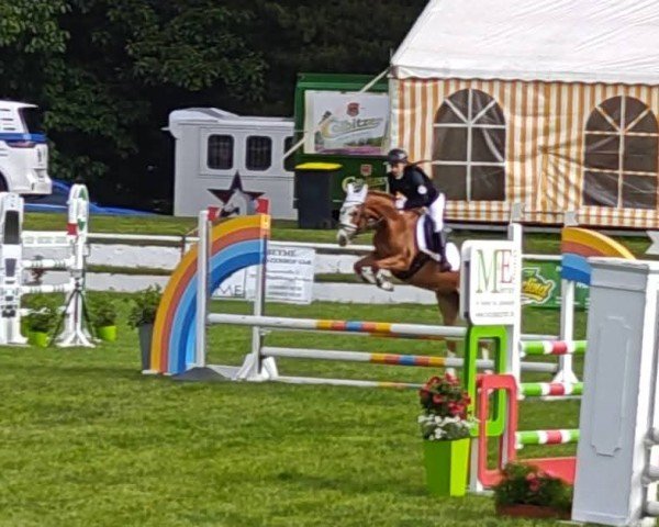 horse Nanunana 12 (German Riding Pony, 2021, from Da Capo)