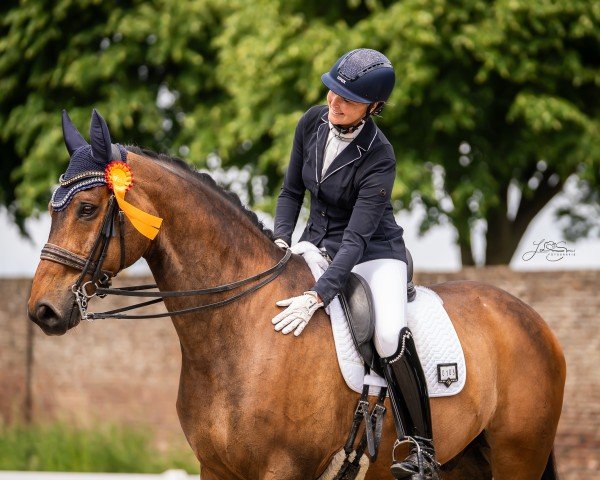 dressage horse Despino B (Hanoverian, 2011, from Desperados FRH)