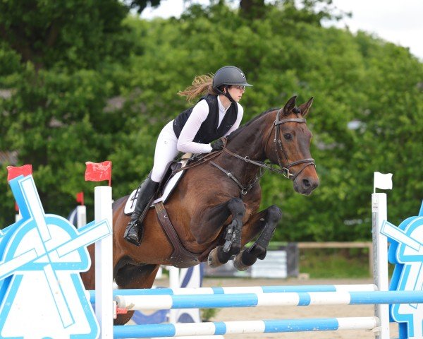 Springpferd Centu 3 (Holsteiner, 2013, von Centurion 13)
