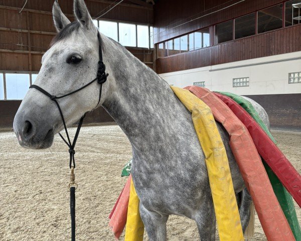 dressage horse Donna Olympic (Mecklenburg, 2017, from D'Olympic)