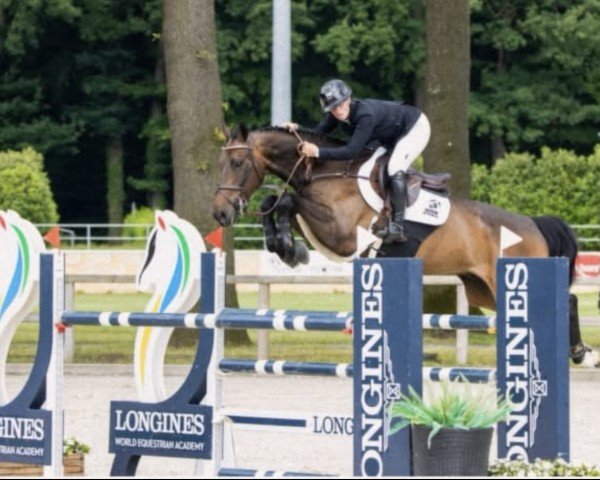 jumper Quabriolet van het Bildeken (Belgian Warmblood, 2016, from Anakin)