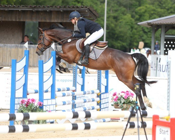 jumper Neugschwents Naomi (Holsteiner, 2020, from Comme il Faut)