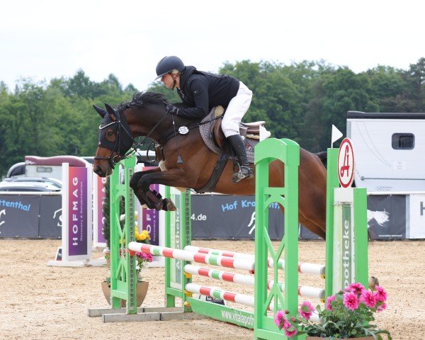 jumper Neugschwents Clivia (German Sport Horse, 2020, from Comme il Faut)