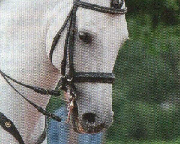 horse Regalito (Pura Raza Espanola (PRE), 1999, from Ingenioso XI)
