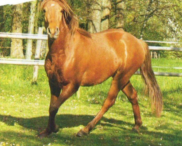 horse Bird (Missouri Fox Trotter, 2004, from Traveler's Rockaway Drummer)