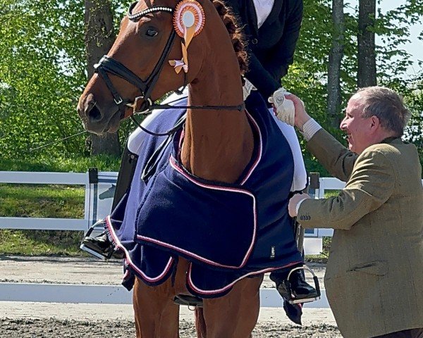 Dressurpferd Zazou U (Hannoveraner, 2020, von Blue Hors Zackerey)