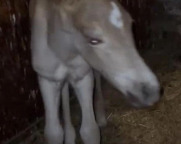foal by Paranoia (Haflinger, 2025, from Ariat)