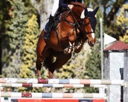 Springpferd Gomez (KWPN (Niederländisches Warmblut), 2011)