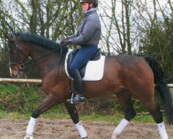 horse Sorrento 5 (Oldenburg, 2001, from Silvano)