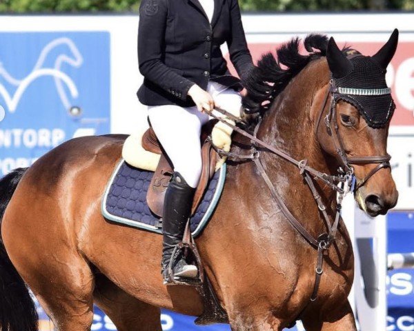 Springpferd Mecci H (Schwedisches Warmblut, 2012, von Cohiba VDL)