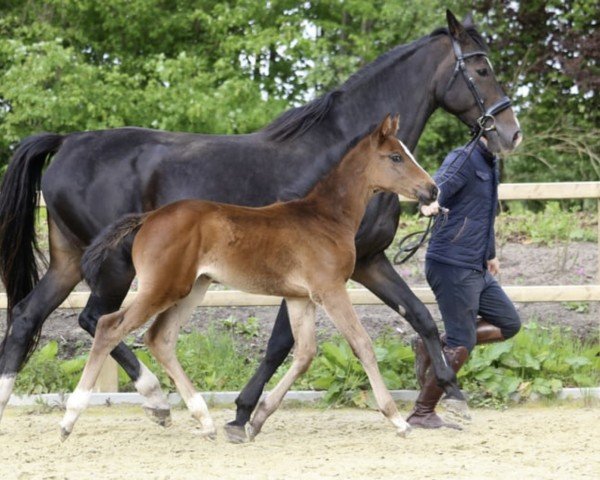 broodmare Caramba 89 (Holsteiner, 2010, from Cassini I)