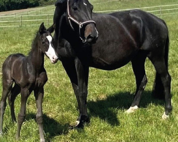 foal by Herzenssonne (Trakehner, 2025, from Saint Cyr)