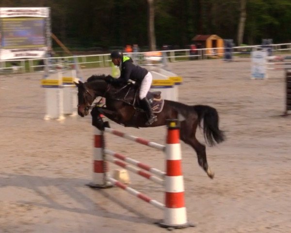 jumper Chacandro (Oldenburg show jumper, 2012, from Chacco-Blue)