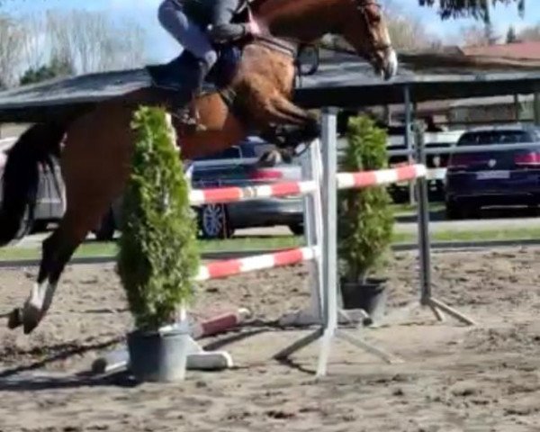 jumper Chandra Kn (German Sport Horse, 2015, from Captain Olympic)