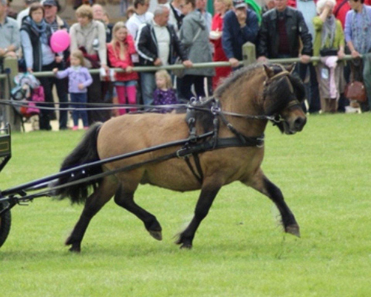 stallion Esteban van de Zandkamp (Shetland Pony,  , from Pybe van Stal de Toekomst)