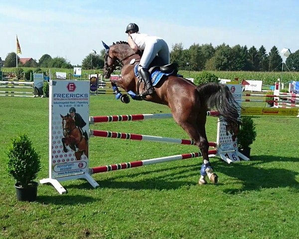 jumper Diofeh (Little German Riding Horse, 2010, from Manchester)