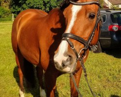 Pferd Scapa Flow 11 (Nederlands Rijpaarden en Pony, 2010, von Scapino BB ox)