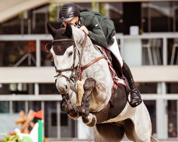 Springpferd Outsider H.J. Z (Zangersheide Reitpferd, 2019, von Oklahoma van de Zelm)
