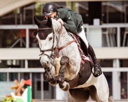 Springpferd Outsider H.J. Z (Zangersheide Reitpferd, 2019, von Oklahoma van de Zelm)