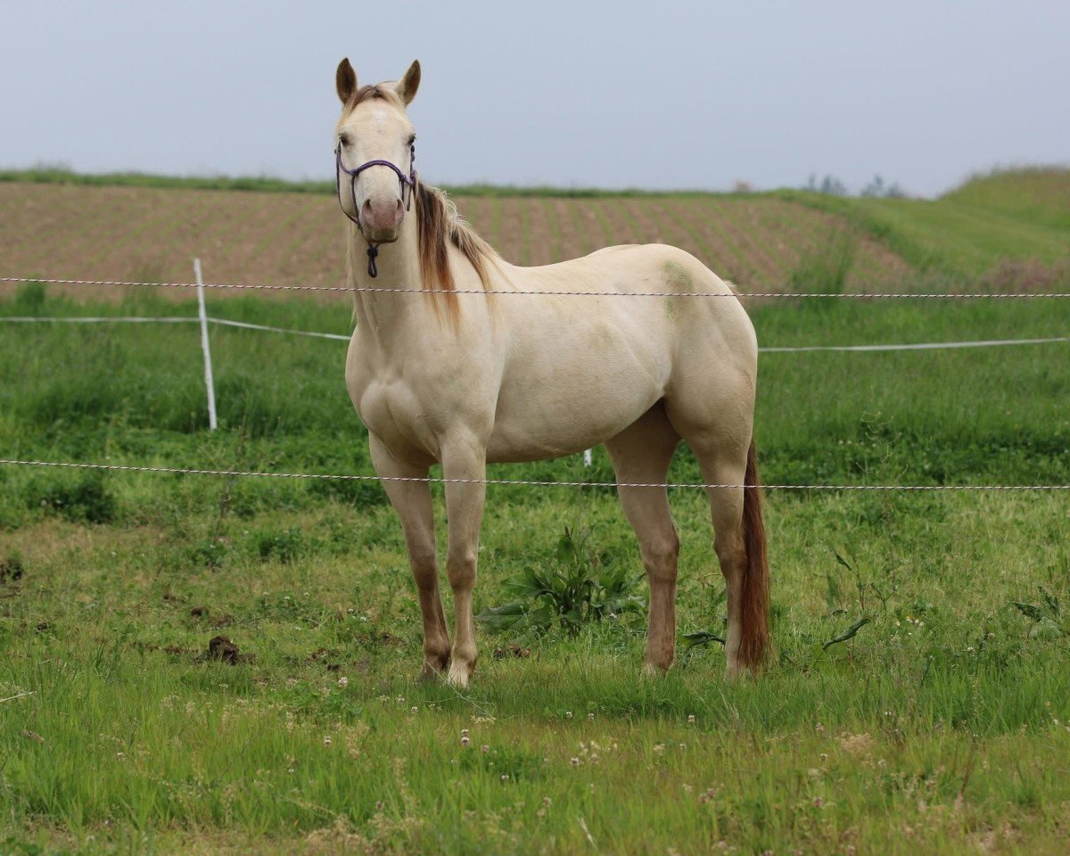 horse Im Miss Lucy Chex (Paint Horse, 2018)