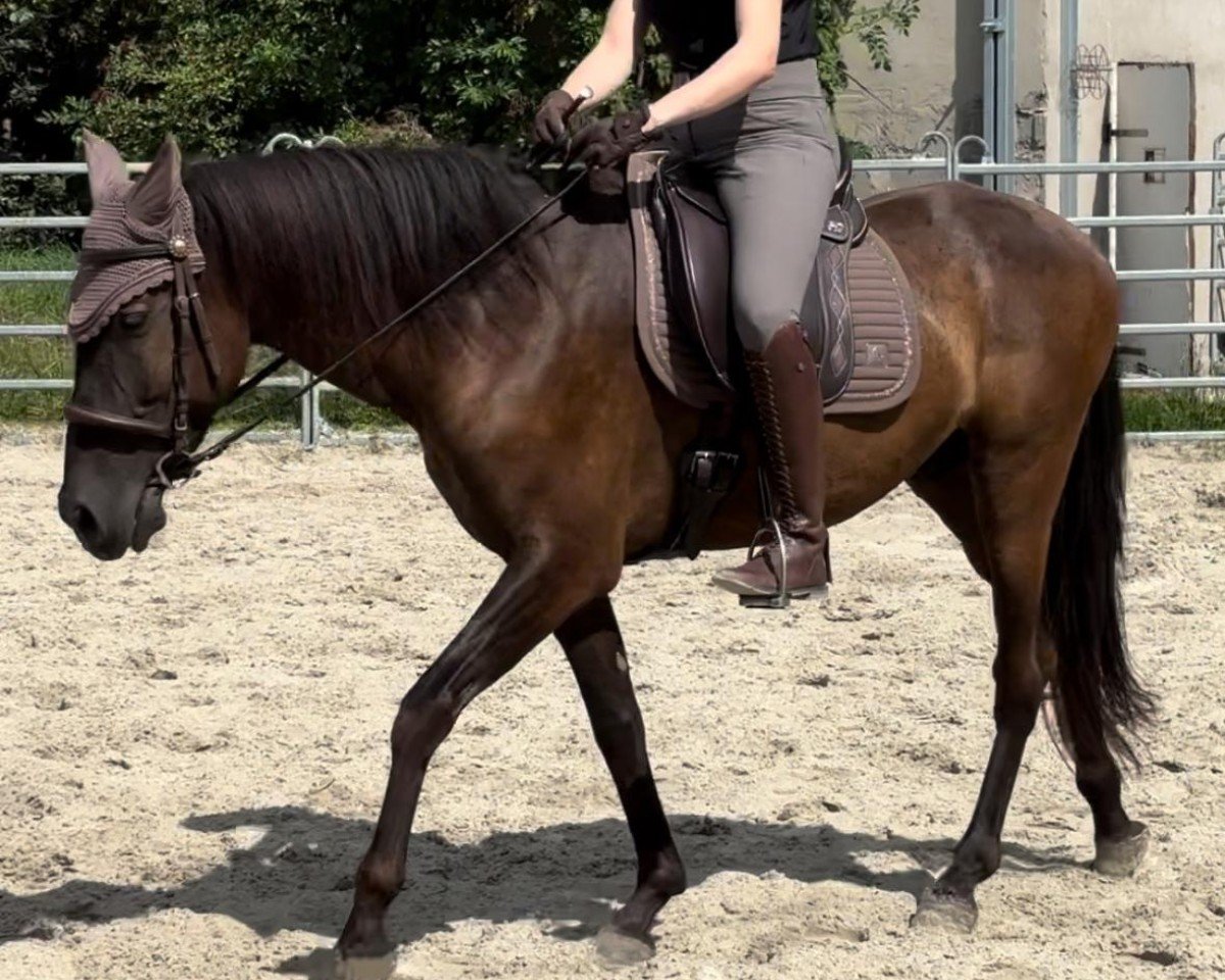 horse Negrito (Pura Raza Espanola (PRE), 2017)