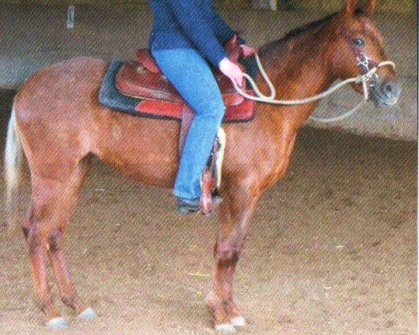 horse Sunny (Appaloosa, 2010, from A Clark Olena)