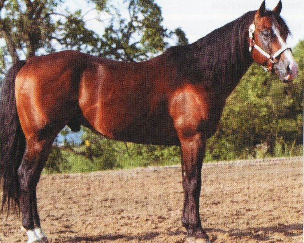horse One Smart Pepolena (Quarter Horse, 1995, from Smart Chic Olena)