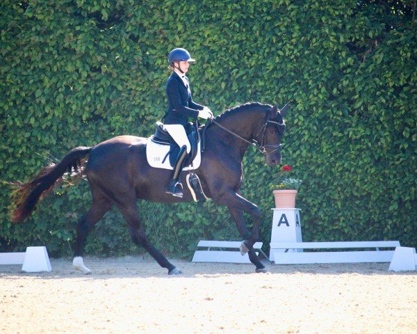 dressage horse Total Solution W (German Sport Horse, 2021, from Total McLaren)