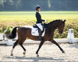 Dressurpferd Donna Wijana (Westfale, 2007, von Diamond Hit)