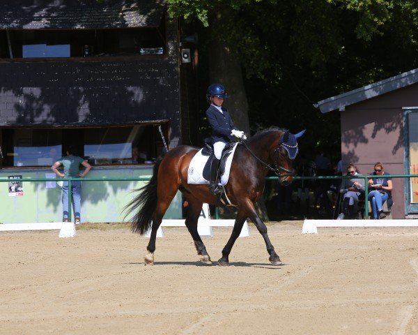 jumper Ammersee Inshy (Connemara Pony, 2013, from Thiergartenhofs Indiana Jones)