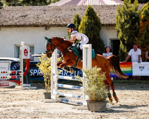 dressage horse D'Agostini (German Riding Pony, 2012, from Dimension AT NRW)