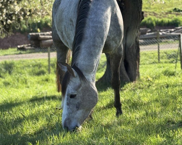 jumper Keanu from Golden Komet (German Sport Horse, 2021, from Kaiserwind)