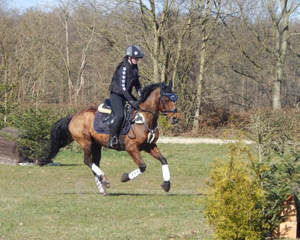 Springpferd Voleur 3 (Deutsches Reitpony, 2009, von Vincent)